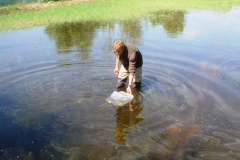 Stephan-Maeder-verteilt-die-Brut-im-Teich-2